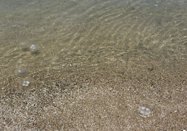 御立岬　海水浴　クラゲ