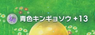 青色キンギョソウ
