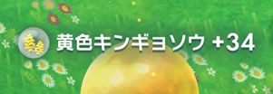 ピクミンブルームの青色キンギョソウのフルーツ、エキス少なすぎ!!
