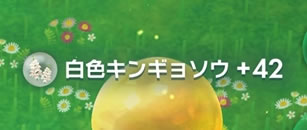 ピクミンブルームの青色キンギョソウのフルーツ、エキス少なすぎ!!